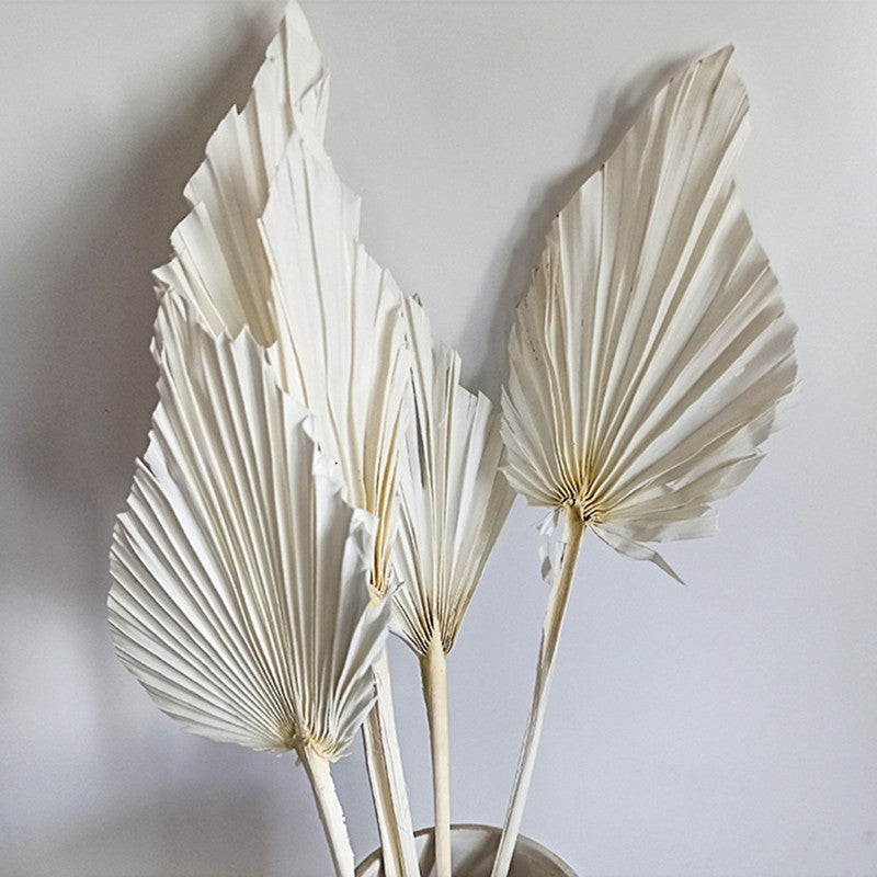 Heart Palm