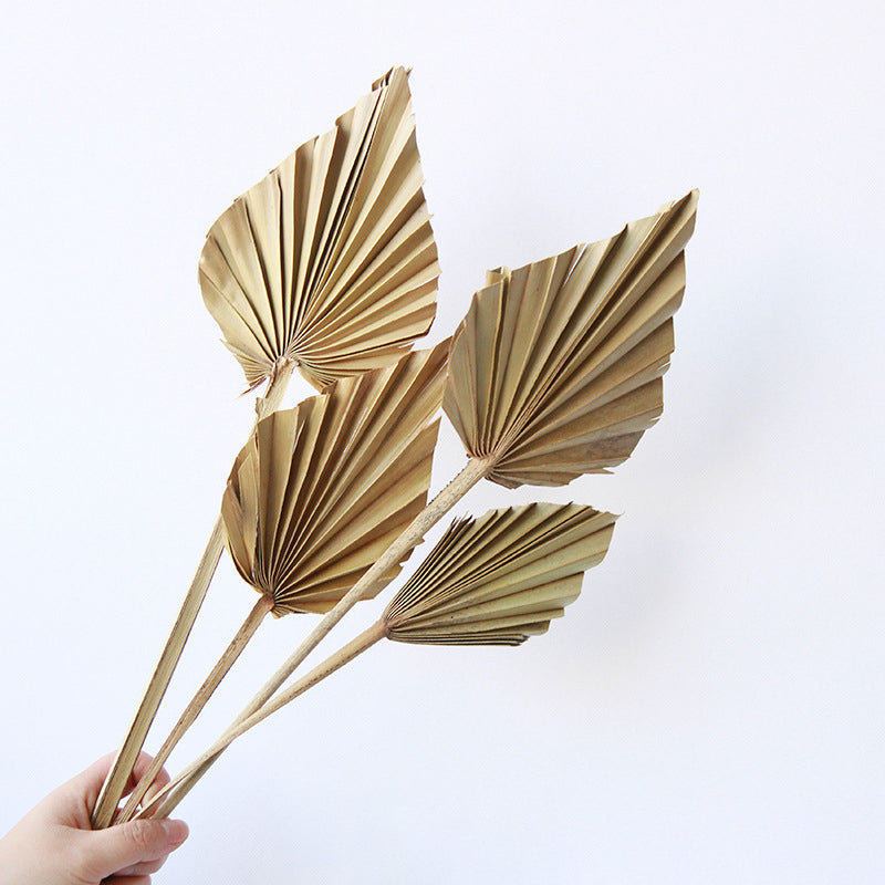 Heart Palm